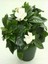 2'li Kokulu Bitki Seti Filbahri (Philadelphus) +Gardenya Çiçeği Bahçe Balkon Çiçeği 4