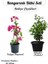 Kampanyalı Sarmaşık Bitki Seti Filbahri (Philadelphus)+ Fuşya Renk Begonvil Çiçeği 1