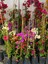 Kampanyalı Sarmaşık Bitki Seti Filbahri (Philadelphus)+ Fuşya Renk Begonvil Çiçeği 5
