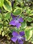Vinca Minor Atropurpurea Mavi Cezayir Menekşesi Fidanı 1