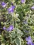 Vinca Minor Atropurpurea Mavi Cezayir Menekşesi Fidanı 2
