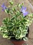 Vinca Minor Atropurpurea Mavi Cezayir Menekşesi Fidanı 3