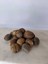 Hint cevizi Muskat 100 Gr 2