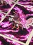 Nezuko - Demon Slayer - Anime & Manga Posterleri, Özel Tasarım Kağıt Poster 4