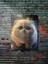 Kedi Teması, Özel Tasarım Kağıt Poster, Duvar Sanatı 1