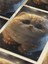 Kedi Teması, Özel Tasarım Kağıt Poster, Duvar Sanatı 4