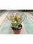 Crassula Ovata Hummels Sunset Para Ağacı Saksılı Sukulent 10-20 cm 1