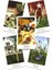 Dövme Tarot Stili 78 Kart Bitkibilimciler Tarot Kartları Oracle Eğlence Satranç ve Kart Oyunu Tarot ve Çeşitli Tarot Seçenekleri (Yurt Dışından) 3