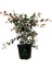 Eugenia Etna Fire Ağacı Fidanı Saksılı/tüplü 50-70CM Dış Mekan Ağacı 3