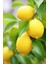 1 kg Taze Limon 1