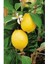 1 kg Taze Limon 2