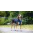 Köpek Göğüs Tasması, Neopren, Mavi, M, 41-46CM Ynsmr 5