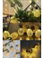 Dekoratif Pilli Pineapple Ananas Pilli Şerit LED Işık (1 Metre) (4767) - AGT2418-3030 2