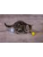 Yavru Kedi Oyuncağı, Hışırtılı Top, 4 Adet, 5cm Zrnet 4
