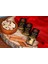 2'li Bonbon 12 Teneke (24 Adt) 2