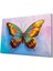 Renkli Kelebek 4mm Dayanıklı Cam Tablo Temperli Cam 1