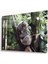 Koala Cam Tablo 4mm Dayanıklı Temperli Cam 1