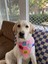 Çorap Hırsızı Köpek Arması - Bandana, Kıyafet ve Çantalar Için Ütüyle Yapışan Şık Tasarım 2
