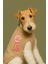 Çorap Hırsızı Köpek Arması - Bandana, Kıyafet ve Çantalar Için Ütüyle Yapışan Şık Tasarım 4