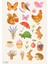 Baharın Neşesi Sticker Seti - 4 Sayfa- Bahar Temalı Çıkartmalar 2