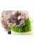 Hsyn Doğal Kedi Çimi (Tüy Yumağı Önleyici) 100 gr Standart Akdenizpos Yeni 1