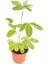Küstüm Çiçeği, Mimosa Pudica 10-20 cm 1