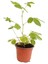 Küstüm Çiçeği, Mimosa Pudica 10-20 cm 4
