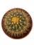 Echino Kaktüs / Golden Barrel Cactus 1
