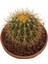 Echino Kaktüs / Golden Barrel Cactus 3