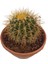 Echino Kaktüs / Golden Barrel Cactus 4