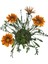 Gazanya Çiçeği /gazania Rigens Saksılı 30-50CM 2 Adet 3