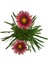 Gazanya Çiçeği /gazania Rigens Saksılı 30-50CM 2 Adet 4
