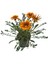Gazanya Çiçeği /gazania Rigens Saksılı 30-50CM 2 Adet 5