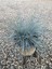 Festuca Glauca/ Mavi Çim Saksıda 20-40 cm 1