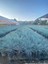 Festuca Glauca/ Mavi Çim Saksıda 20-40 cm 2