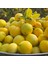 Narenciye İçin Bordobulamacı Gübre Bordobor- 5lt Kalite - Verim Artar, Geliştirir, Korur 3
