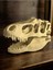 T-Rex Kafatası – Özel Tasarım Koleksiyon Figürü 2