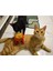 Patates Kızartması Kaskı – Kedi Için Komik Tasarım 2