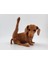 Sevimli Dachshund Minyatür Süs Köpeği 1