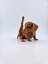 Sevimli Dachshund Minyatür Süs Köpeği 2