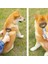 Plastik Saplı Metal Kedi Köpek Bakım Kıtık Tüy Topak Açıcı Tarak ( Lisinya ) 5