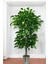 Yapay Ceviz Agacı 180 cm Metal Saksı 2