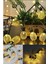 2 Kademeli 10 Ledli 2 Metrelik Pilli LED Işık Ananas Model 3