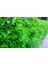 Parlak Yapraklı Kartopu – Viburnum Lucidum 30-40 cm Çit Bitkisi 20 Adet 1