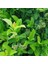 Parlak Yapraklı Kartopu – Viburnum Lucidum 30-40 cm Çit Bitkisi 20 Adet 3
