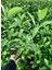 Parlak Yapraklı Kartopu – Viburnum Lucidum 30-40 cm Çit Bitkisi 20 Adet 4