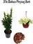 Yeşil TAFLAN(15-25CM)+SARI Petunya ÇIÇEĞI(20-30CM)+2LT Curf Dekoratif Taş 3'lü Peyzaj Seti 1