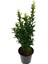 Yeşil TAFLAN(15-25CM)+SARI Petunya ÇIÇEĞI(20-30CM)+2LT Curf Dekoratif Taş 3'lü Peyzaj Seti 2