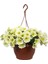 Yeşil TAFLAN(15-25CM)+SARI Petunya ÇIÇEĞI(20-30CM)+2LT Curf Dekoratif Taş 3'lü Peyzaj Seti 3