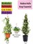 Hedera Helix Sarmaşığı+ Arapyasemini+ Mor Petunya Hediyeli 1